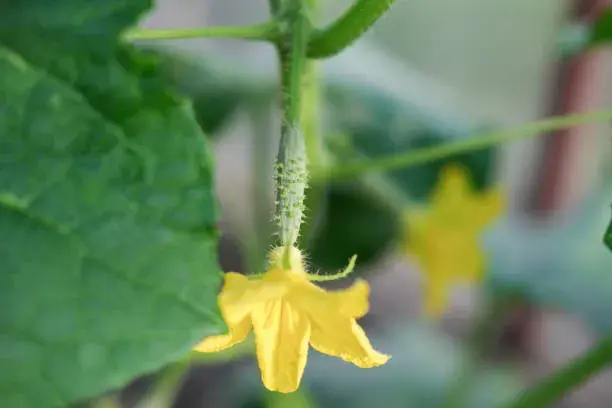 Bohatá úroda - vyštipování okurek