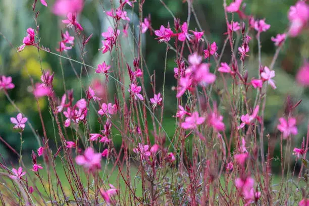 Nejkrásnější skalničky