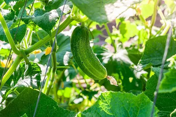 Bohatá úroda - vyštipování okurek