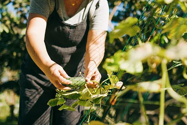 Bohatá úroda - vyštipování okurek