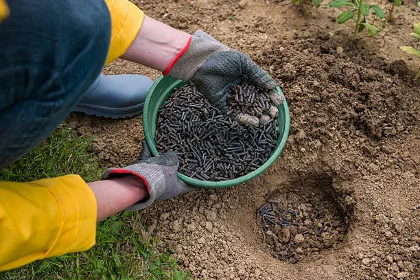 Slepičí trus jako hnojivo