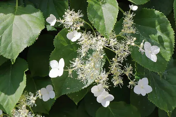 Popínavá hortenzie