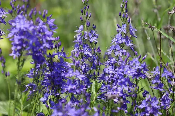 Nenáročné rostliny