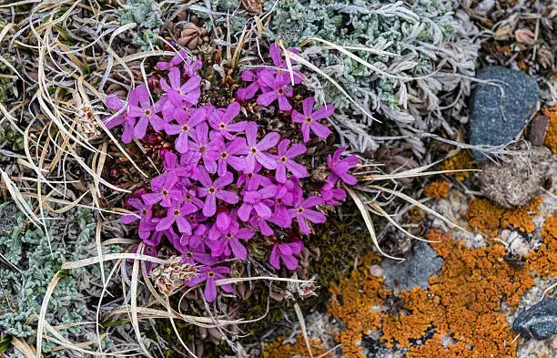 Neobvyklé druhy skalniček