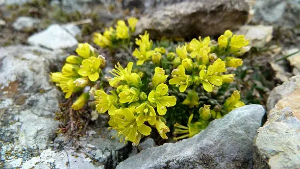 Neobvyklé druhy skalniček