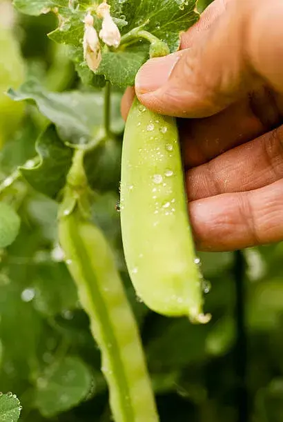 Letní slunovrat na zahradě