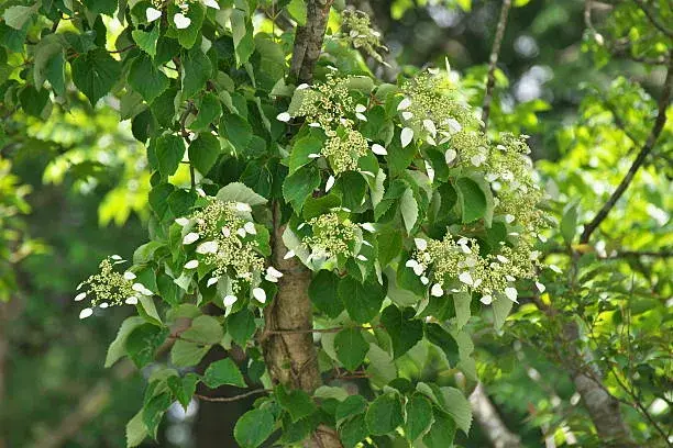 Popínavá hortenzie