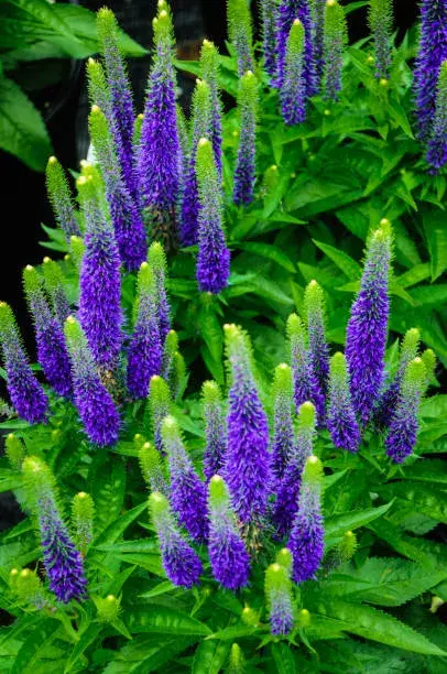 Nenáročné rostliny