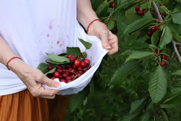 Letní slunovrat na zahradě