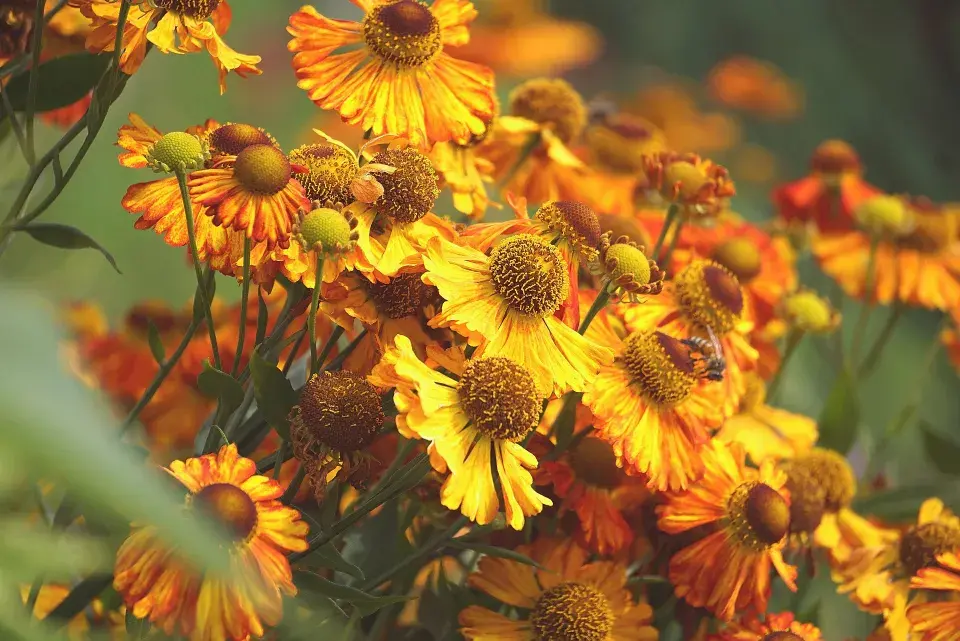 suchomilné letničky