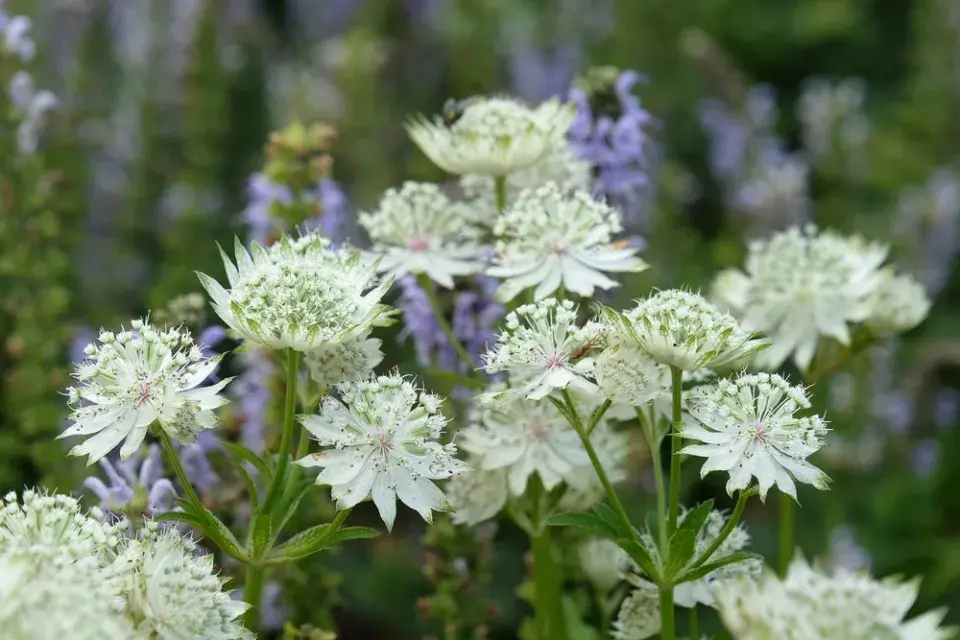 Jarmanka větší (Astrantia major) 