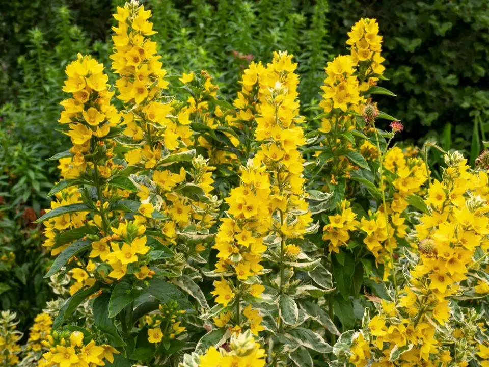 Vrbina tečkovaná (Lysimachia punctata)