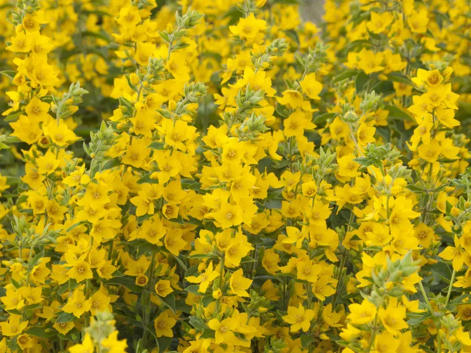 Vrbina tečkovaná (Lysimachia punctata)