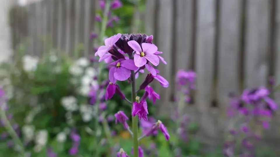 Fiala letní, fiala šedivá (Matthiola incana) 
