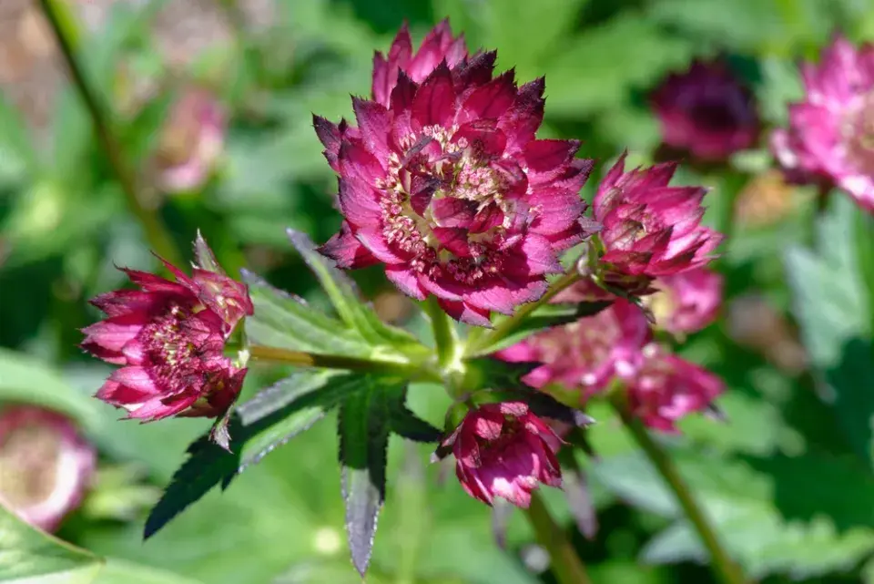 Jarmanka větší (Astrantia major) 