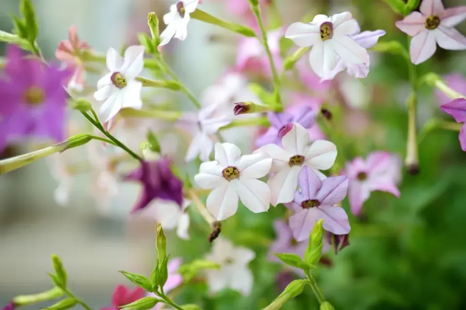 Tabák křídlatý (Nicotiana alata) 