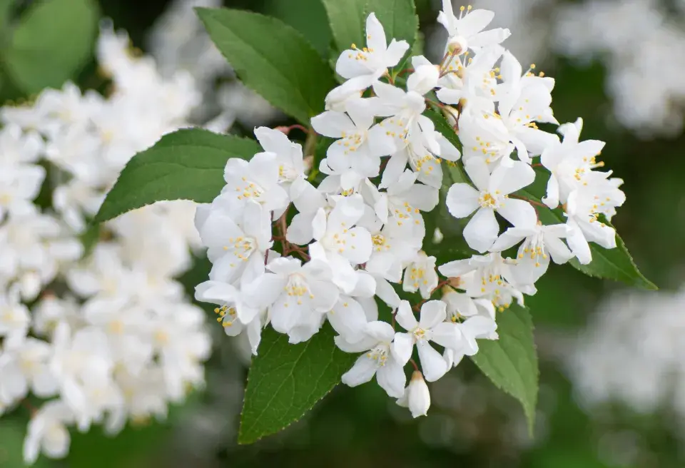 Pustoryl věncový (Philadelphus coronarius) 