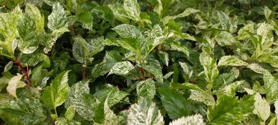 Pustoryl věncový (Philadelphus coronarius) 