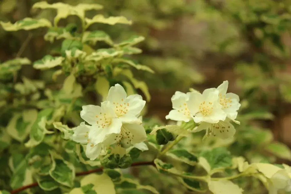 Pustoryl věncový (Philadelphus coronarius) 