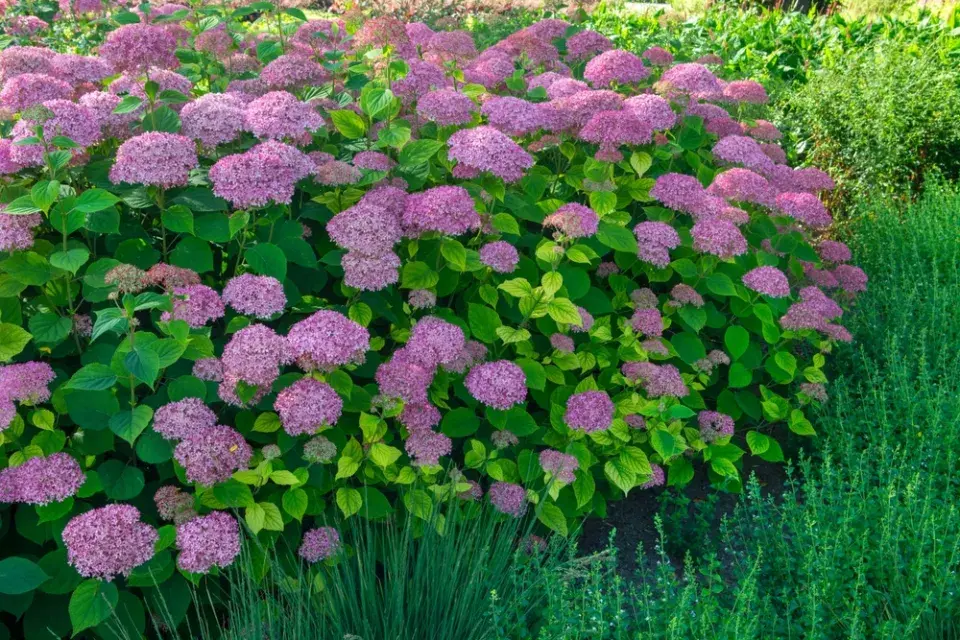 Hortenzie stromečkovitá (Hydrangea arborescens)