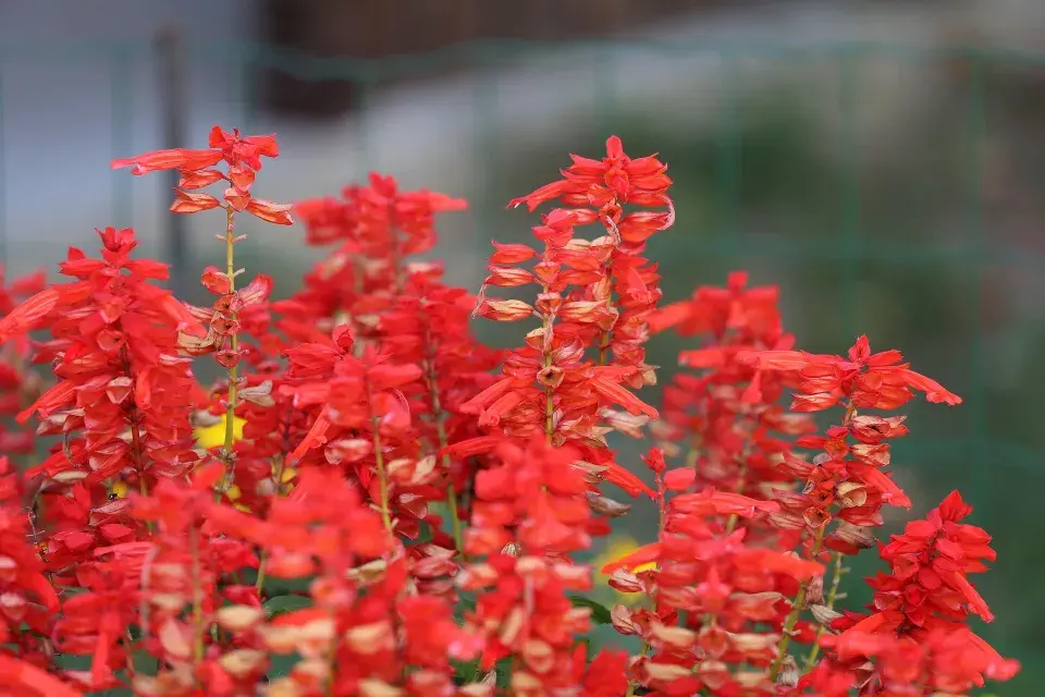 Šalvěj zářivá (Salvia splendens) 