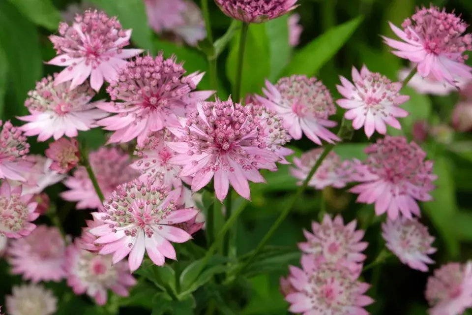 Jarmanka větší (Astrantia major) 