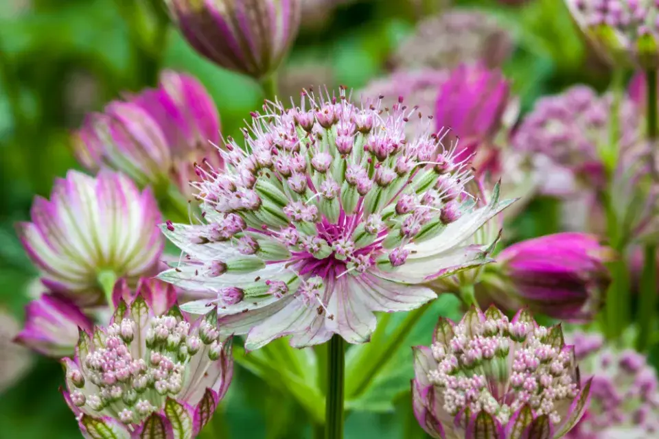 Jarmanka větší (Astrantia major) 