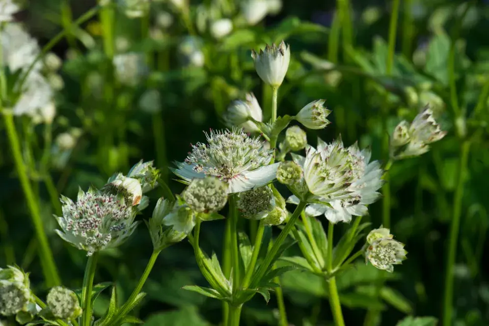 Jarmanka větší (Astrantia major) 
