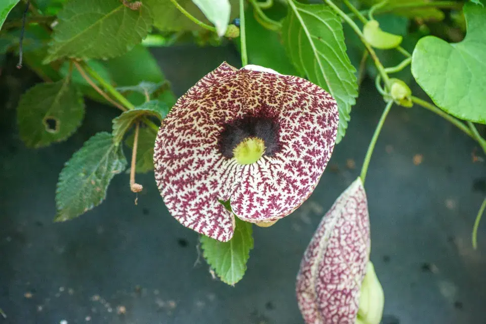 Podražec elegantní