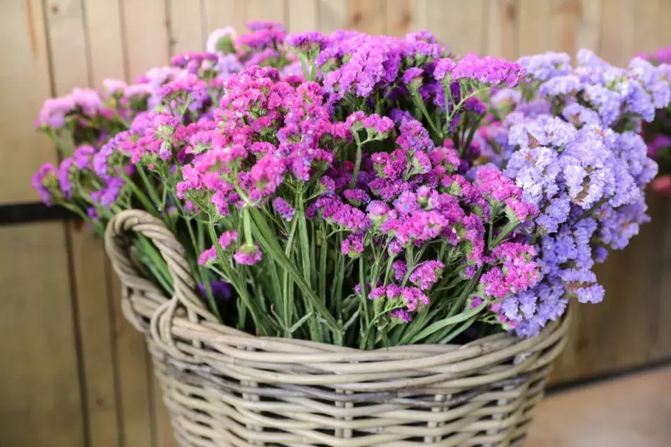 Limonka chobotnatá (Limonium sinuatum)