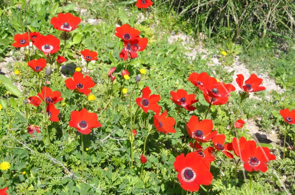 Sasanka věncová (Anemone coronaria)