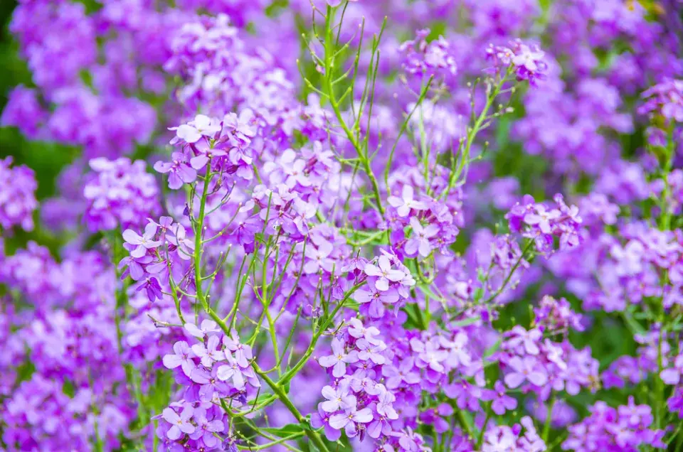Večernice vonná (Hesperis matronalis) 
