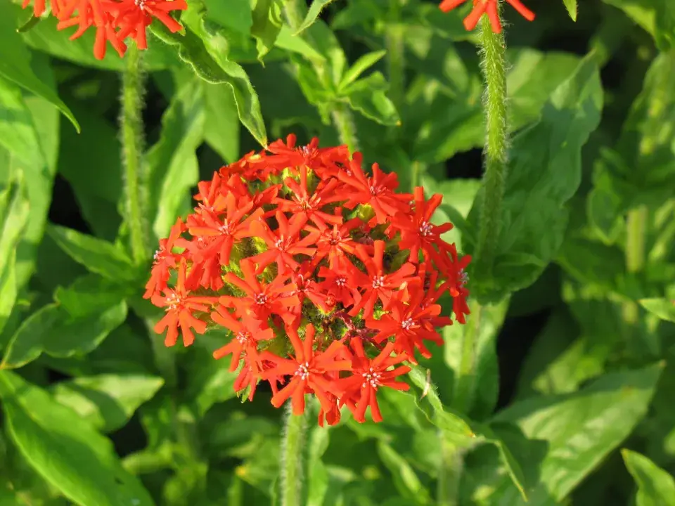 Kohoutek chalcedonský (Lychnis chalcedonica)