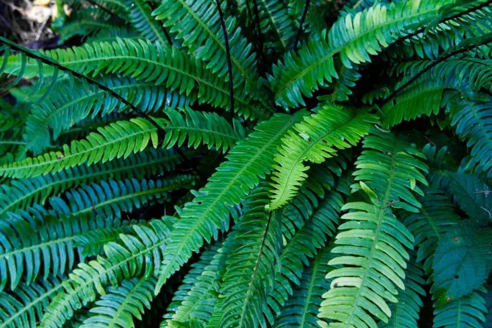 Žebrovice různolistá