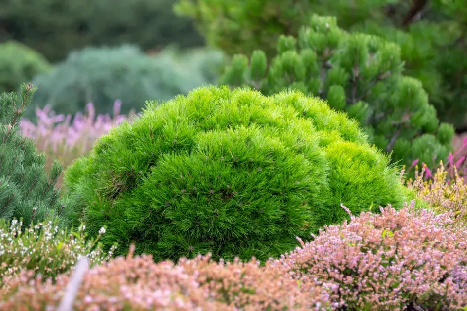 Pinus mugo ´Pumilio´