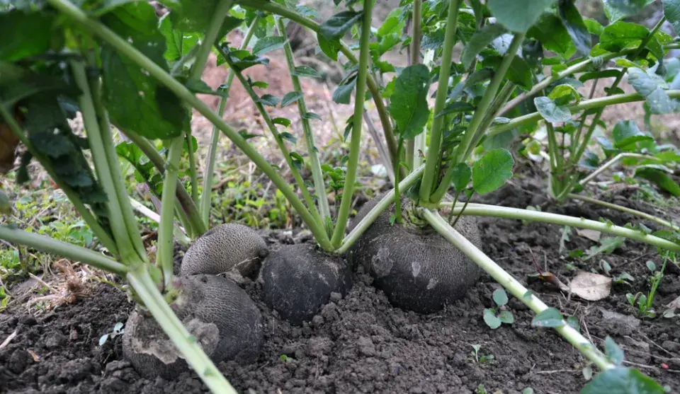 Ředkev setá černá (Raphanus sativus)