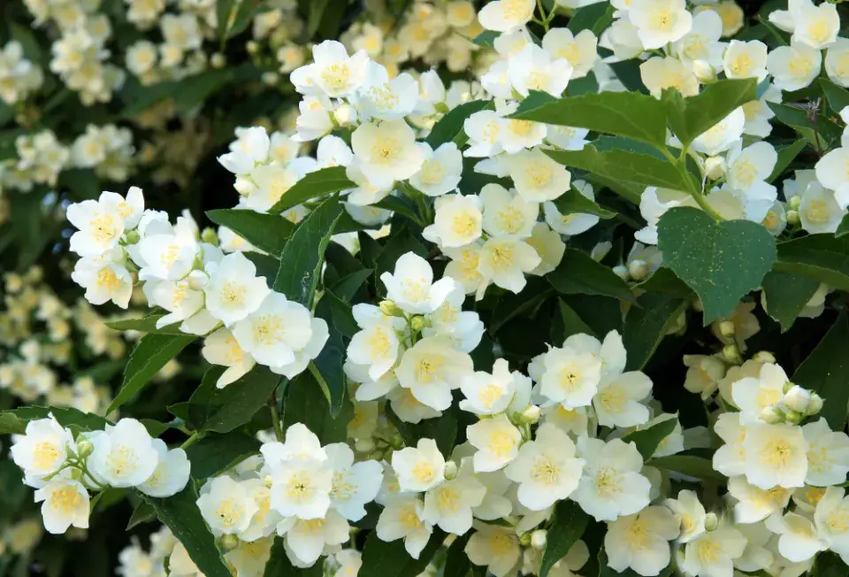 Pustoryl věncový (Philadelphus coronarius)