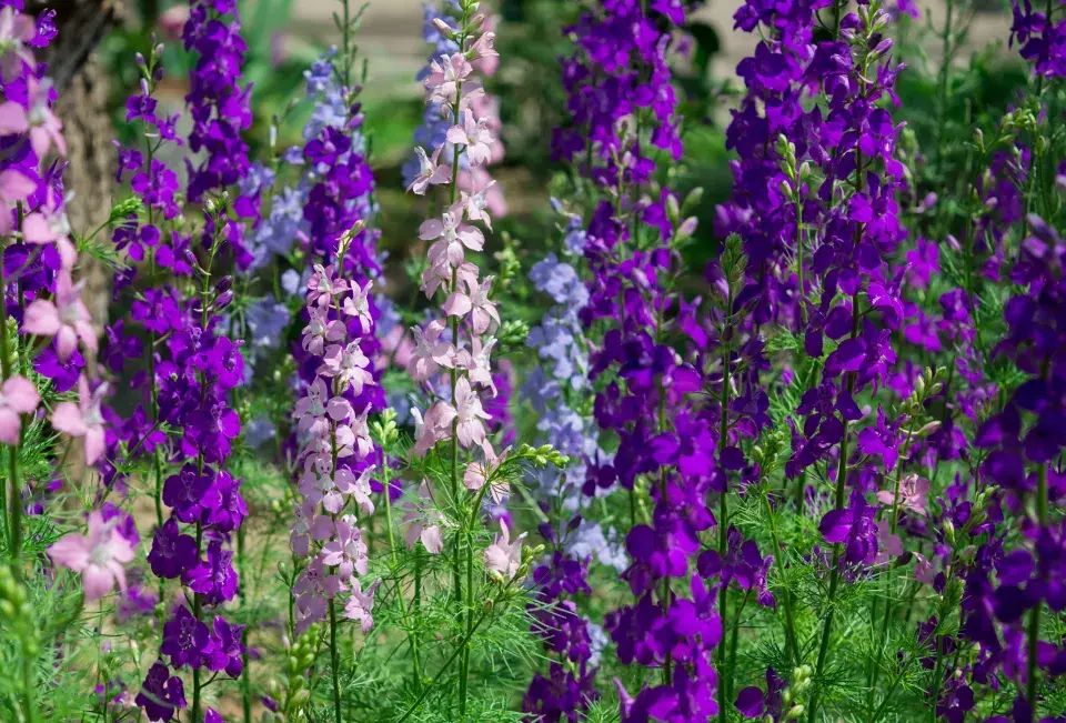 Ostrožka stračka (Consolida regalis) 