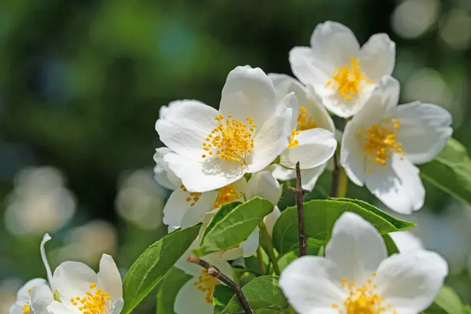 Pustoryl věncový (Philadelphus coronarius) 