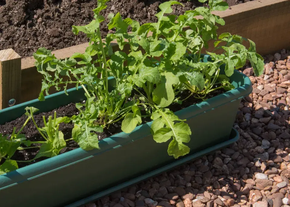 Roketa setá (Eruca sativa)