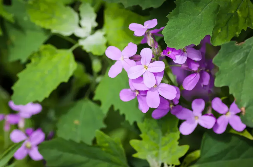 Večernice vonná (Hesperis matronalis) 