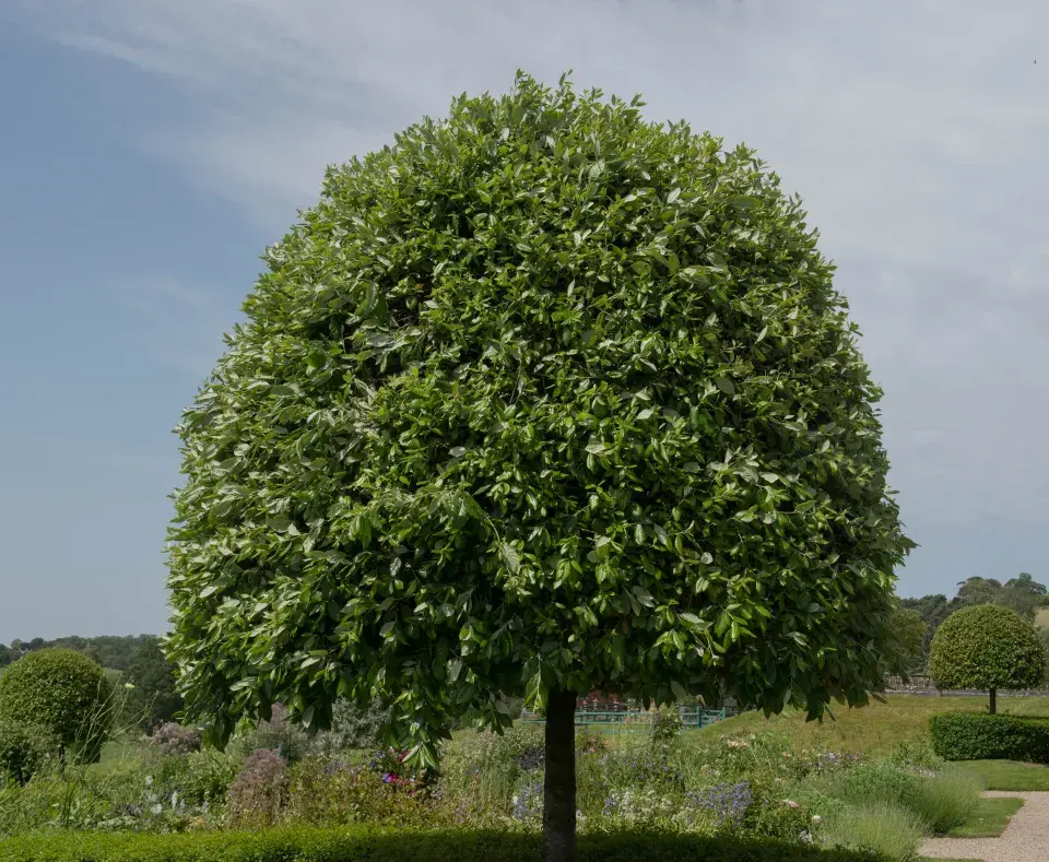 Portugalský vavřín