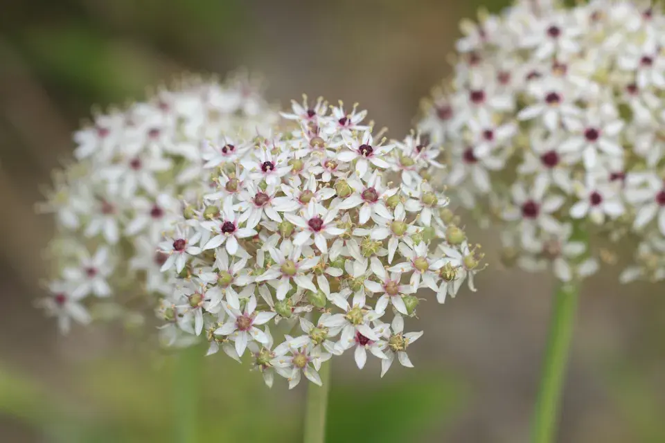 Česnek černý (Allium nigrum) 