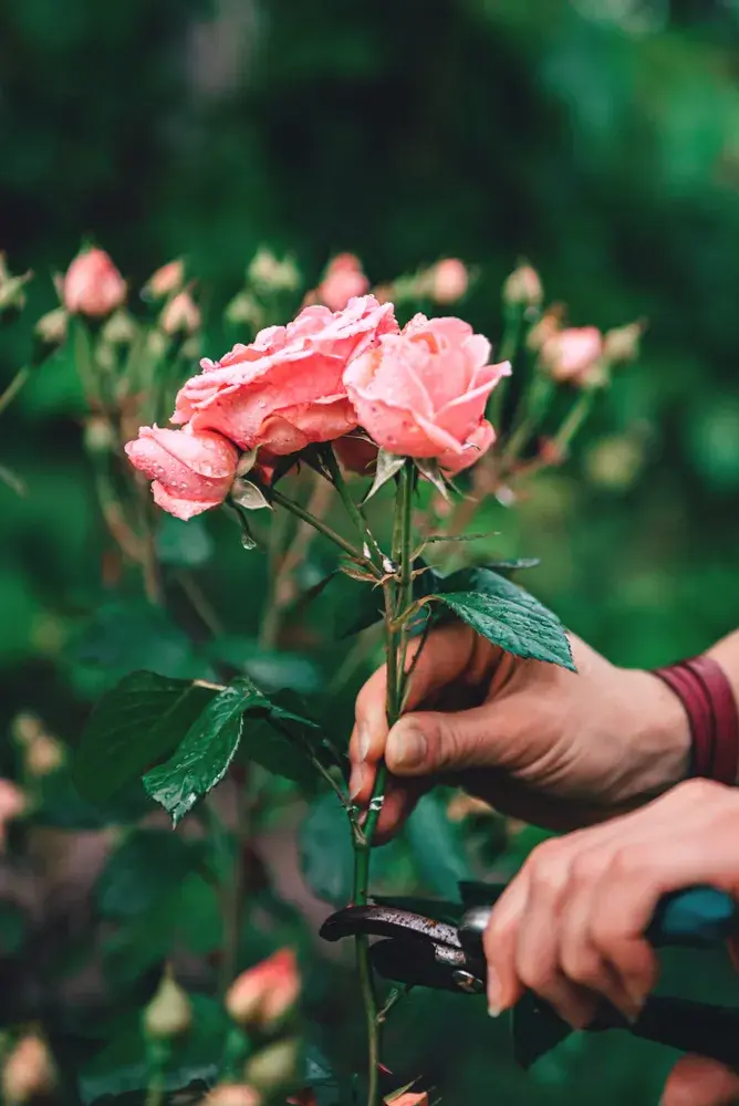 Péče o květinovou zahradu v červnu