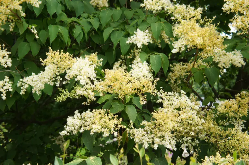 Šeřík japonský (Syringa reticulata) 