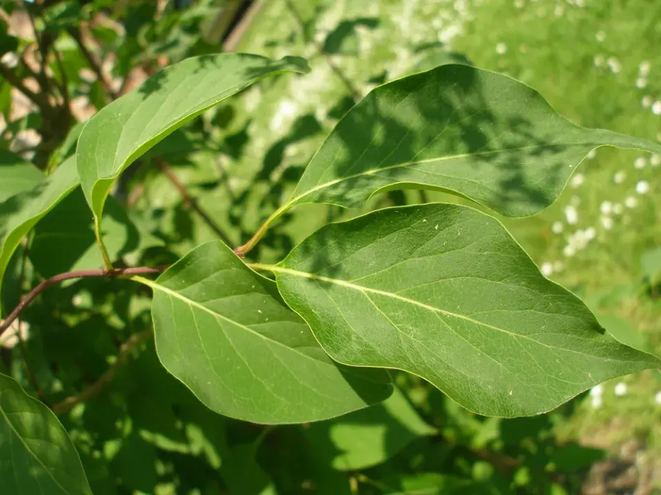 Šeřík japonský (Syringa reticulata) 