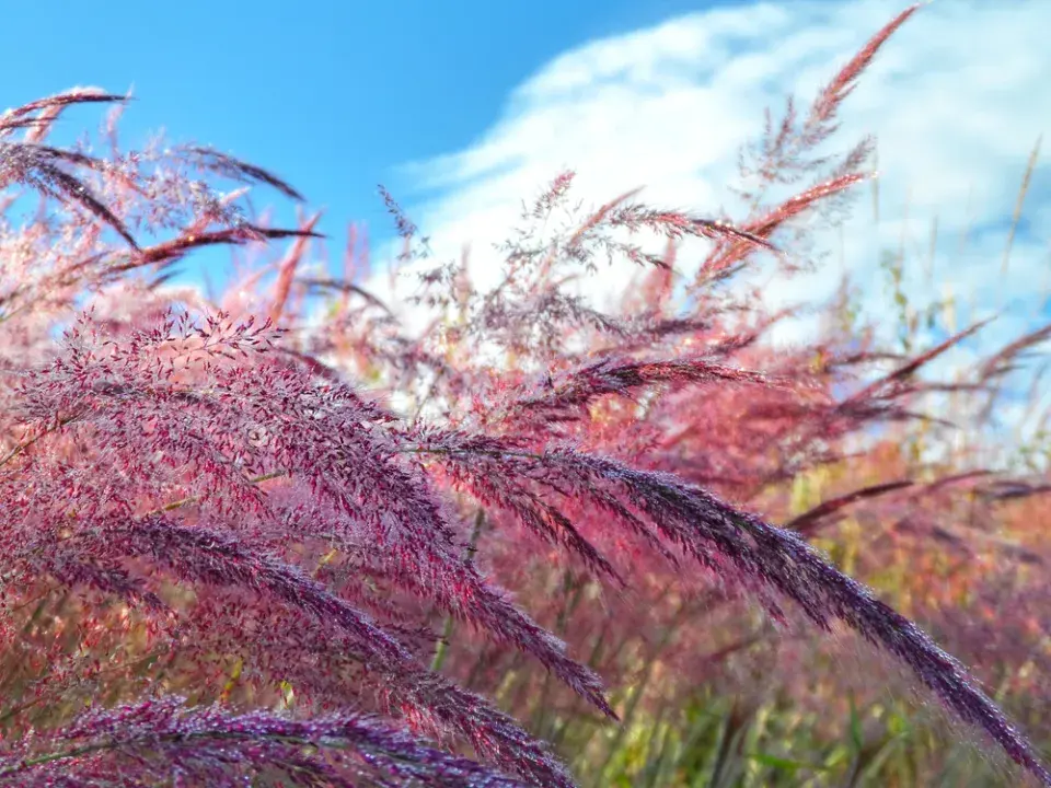 Texaská tráva neboli Muhlenbergia