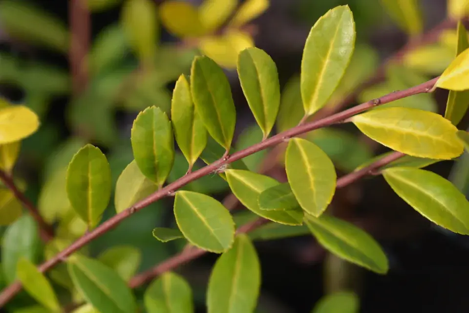 Cesmína vroubkovaná