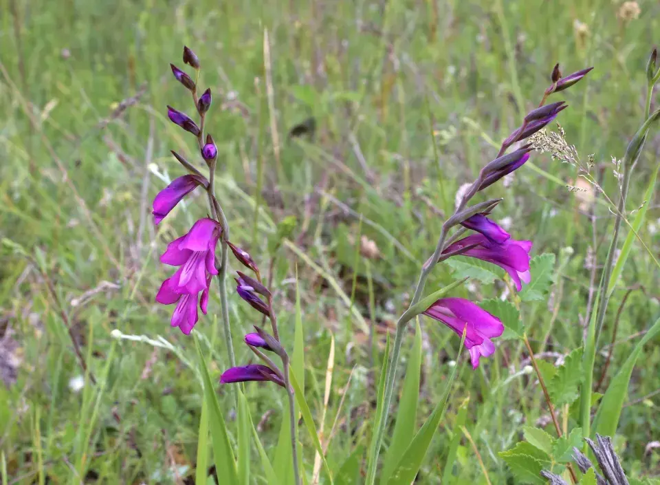 Mečík střechovitý (Gladiolus imbricatus L.)