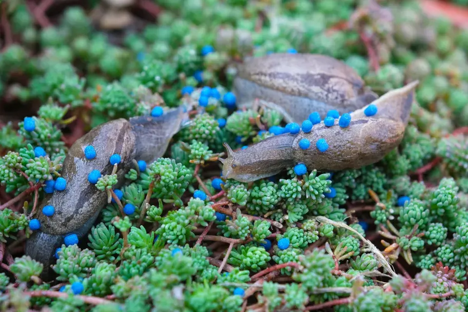 Granule proti slimákům